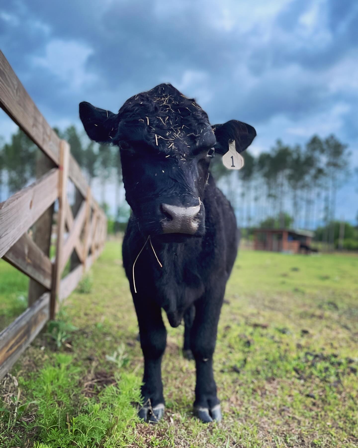 American Aberdeen calf at Workhorse Cattle Ranch