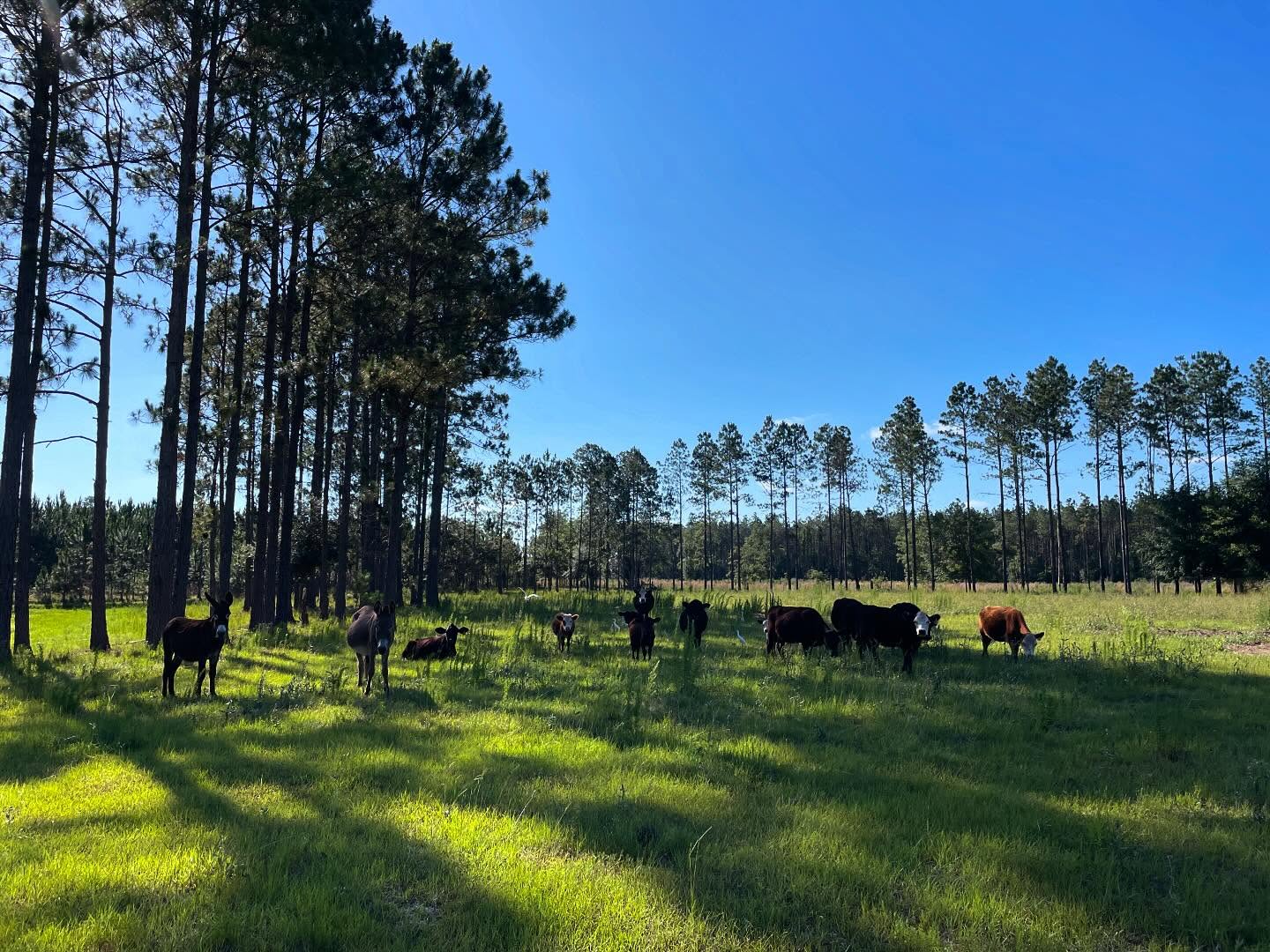 American Aberdeen herd at Workhorse Cattle Ranch