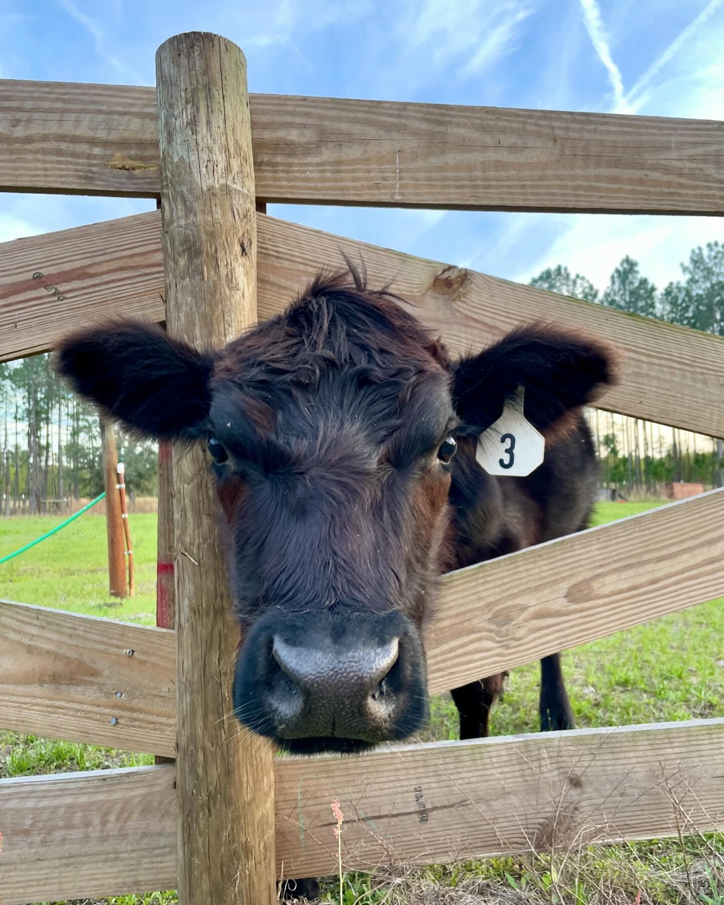 American Aberdeen calf peeking through fence