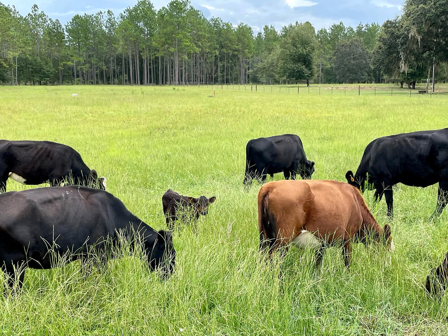 American Aberdeen herd grazing in lush Florida pasture