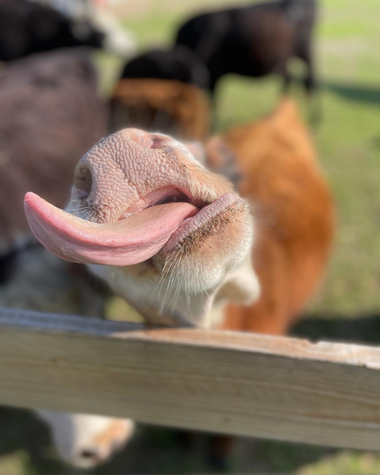 Curious cow at the fence at Workhorse Cattle Ranch
