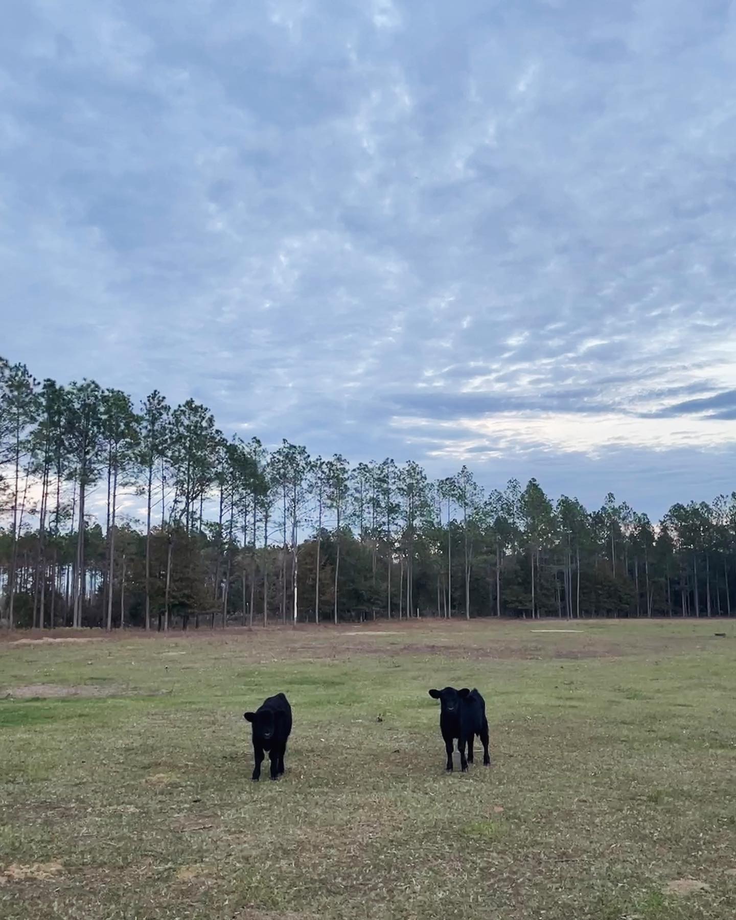 Two American Aberdeen calves in the pasture
