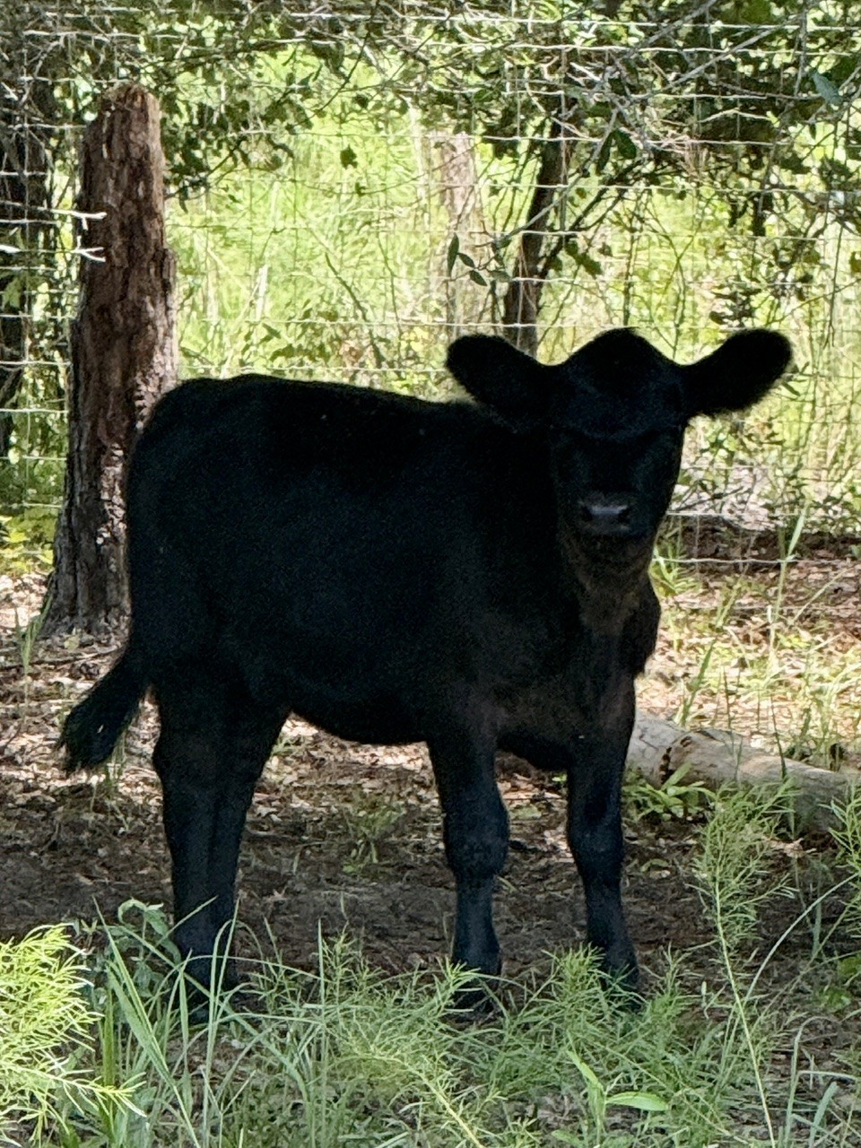 Sage — 2026 American Aberdeen Heifer Calf